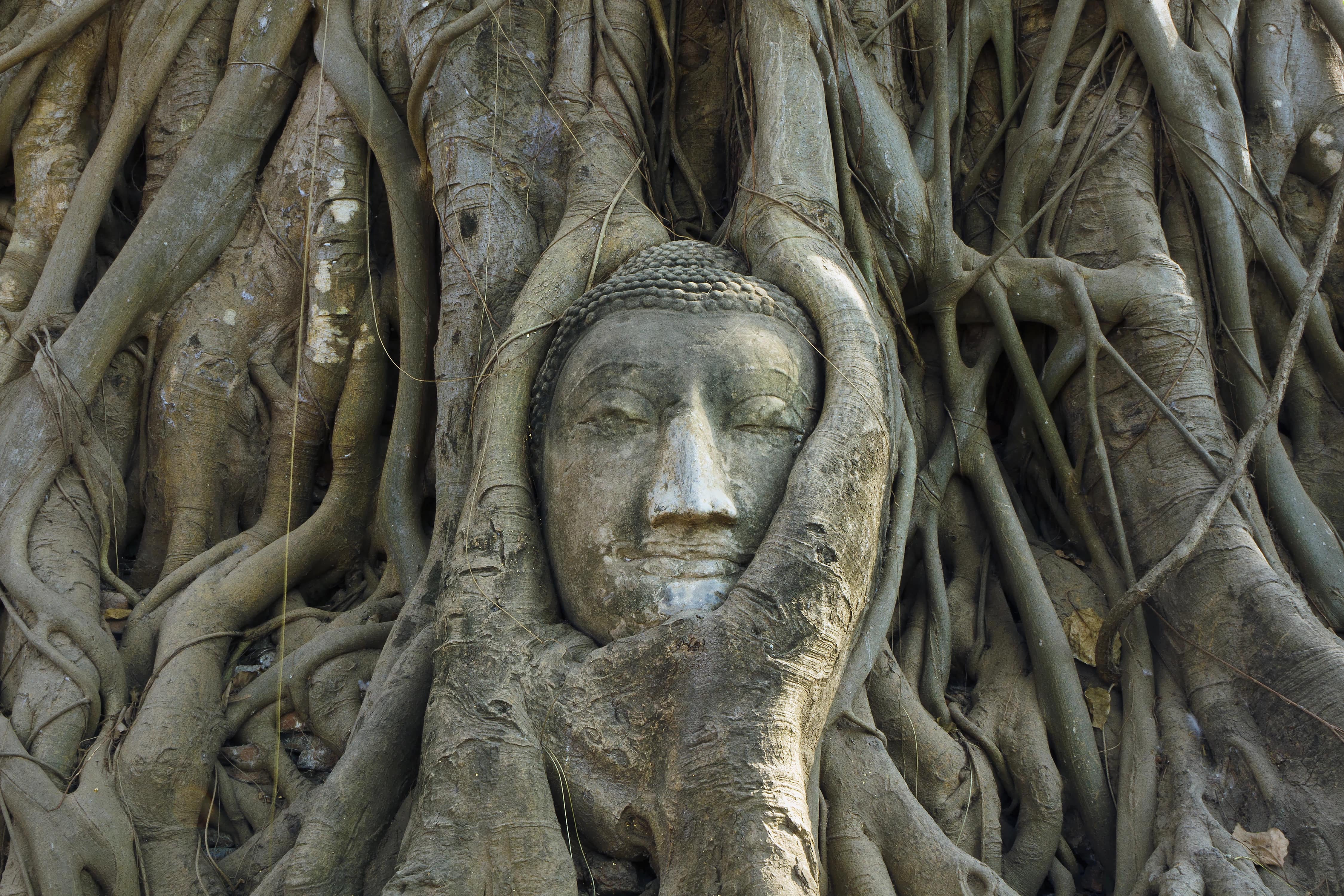 Drzewo Bodhi Banyan blog (1).jpg